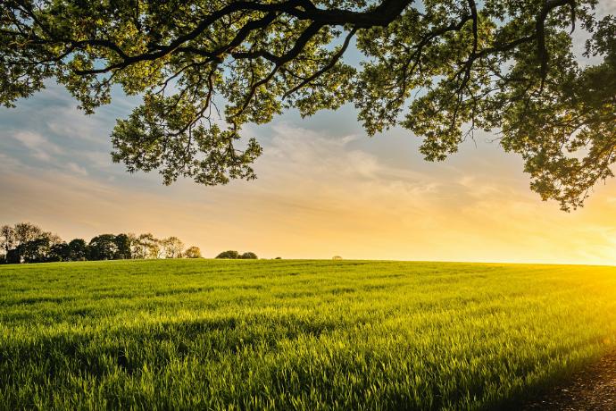 landscape photography of field